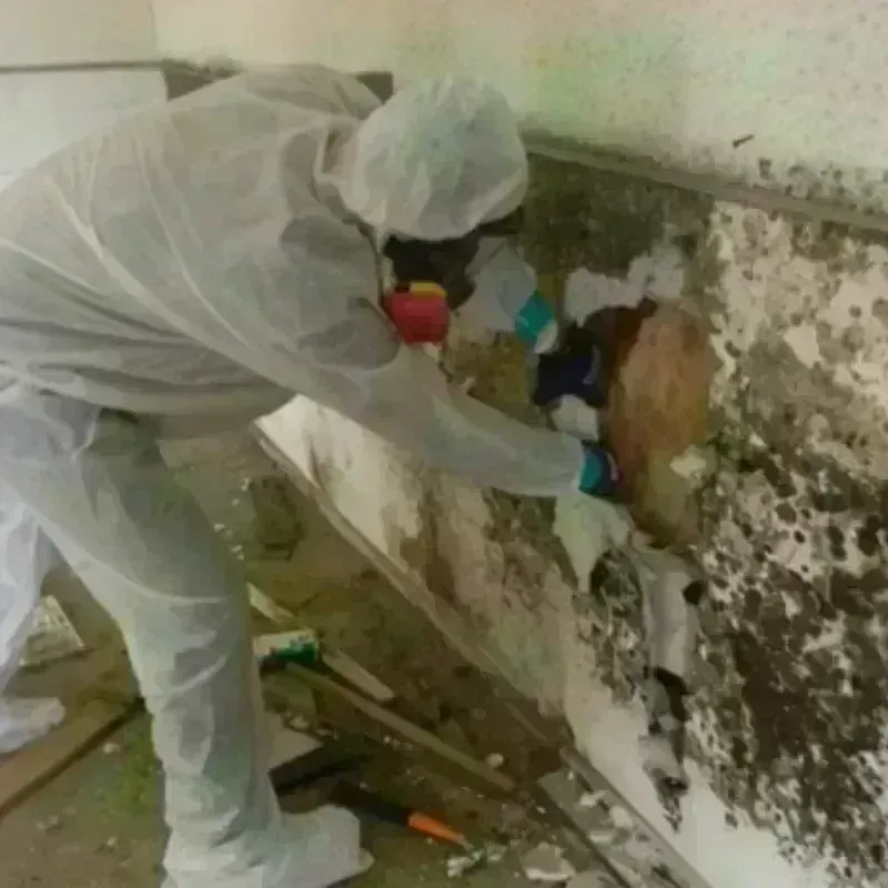 Mold Remediation and Removal in Rockcreek, OR